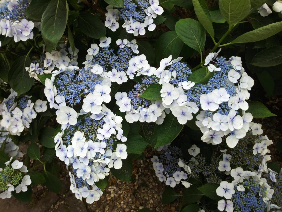 Les Hortensias La Feuillie  Exterior photo
